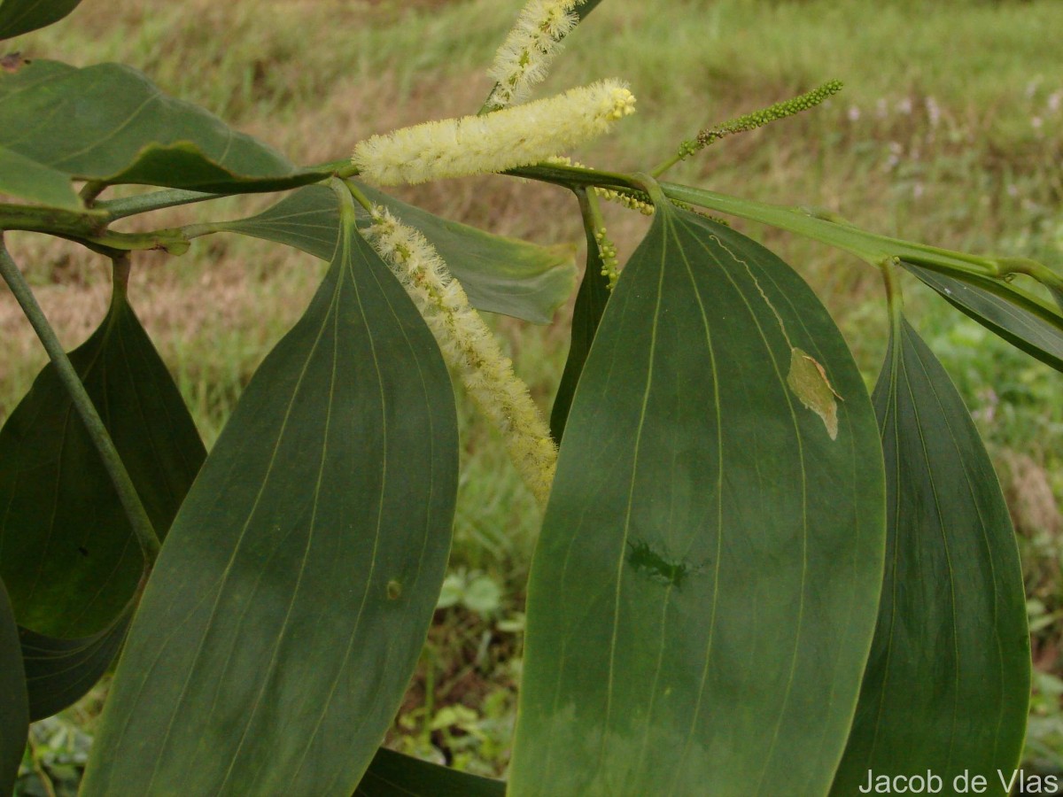 Acacia mangium Willd.